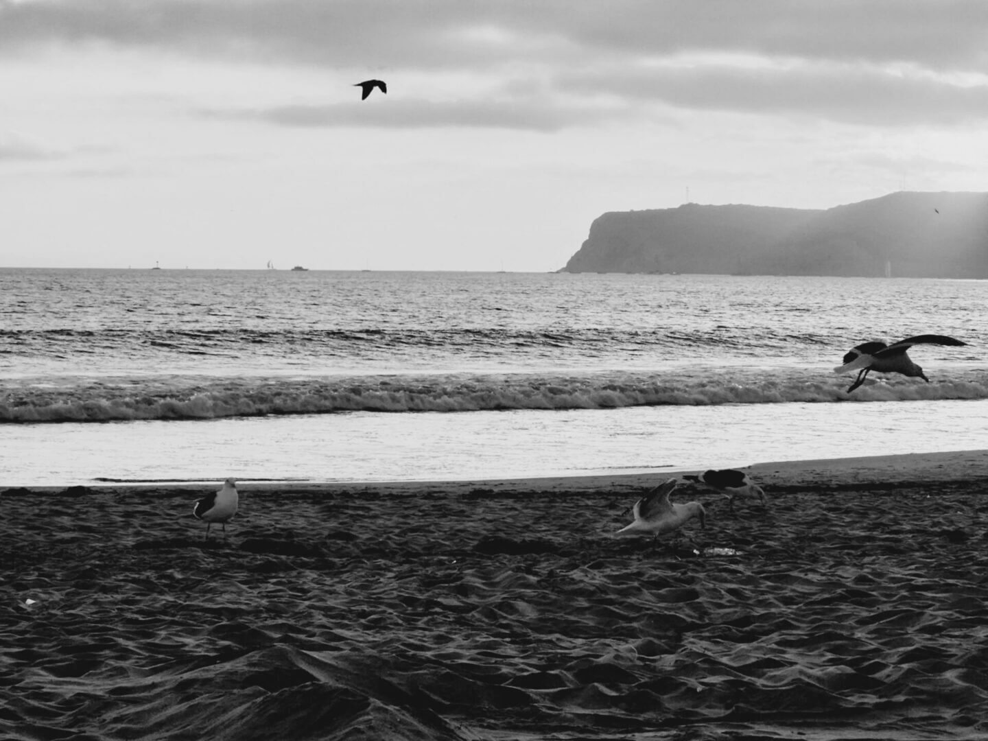 A surfboard on the beach with a bird flying over the ocean and distant cliffs.